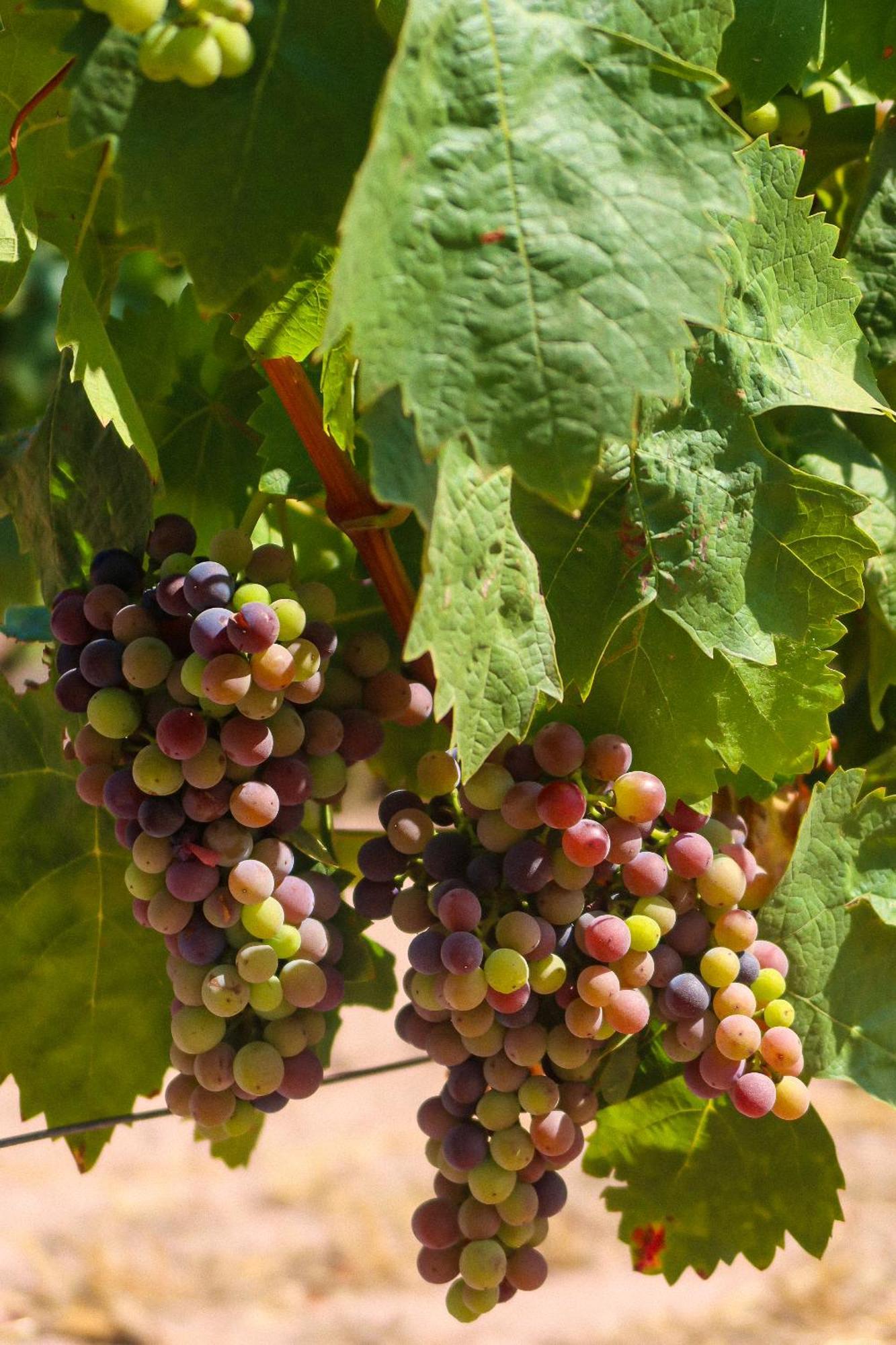 La Bastide Du Clos Des Roses - Teritoria Fréjus Εξωτερικό φωτογραφία